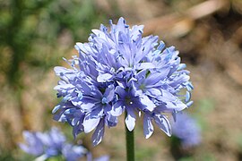 Gilia capitata (Blue Gilia)