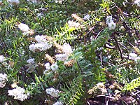 Veronica leiophylla (Hebe gracillima)