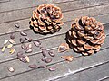 Cones and seeds