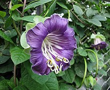 Cobaea scandens (Cup and Saucer Vine)