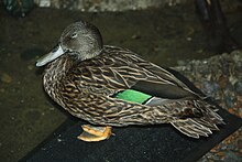 MellersDuck025.jpg