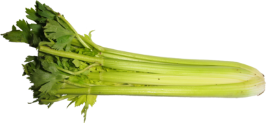 Celery (Apium graveolens var. dulce)