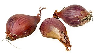 Shallots (Allium capa aggregatum)