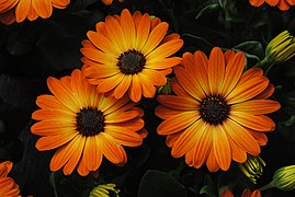 Osteospermum (African Daisy)