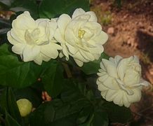 Jasminum sambac (Arabian Jasmine)