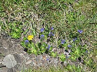 Veronica bellidioides