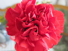 Dianthus caryophyllus (Carnation)