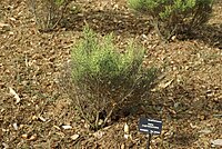 Veronica cupressoides (Hebe cupressoides)