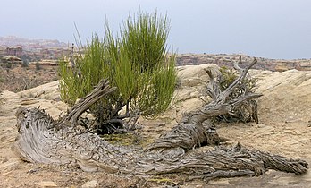 Small tree near Pothole Point