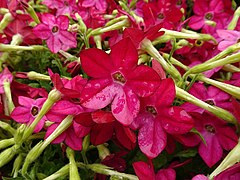 Nicotiana alata (Tobacco)