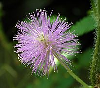 Mimosa pudica (Sensitive Plant)