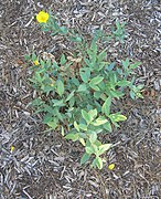 Dendromecon rigida (Bush Poppy)