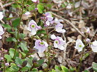 Veronica catarractae (Parahebe catarractae)