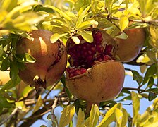 Pomegranates (Punica granatum) can be grown as a shrub or as a tree