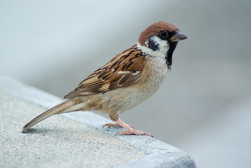 File:Tree Sparrow at Osaka Japan.jpg