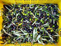 Olives a la cooperativa de Castell de Castells.jpg