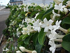 Stephanotis floribunda (Madagascar Jasmine)