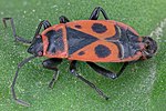 Thumbnail for File:Zapatero (Pyrrhocoris apterus), Hartelholz, Múnich, Alemania, 2020-06-28, DD 362-382 FS.jpg