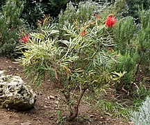 Grevillea (Spider Flowers)