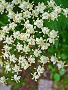 Sambucus nigra Type species