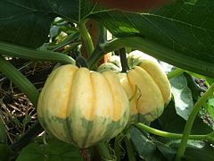 Acorn Squash (Cucurbita pepo)