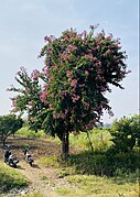 Bauhinia