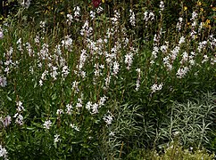 Oenothera lindheimeri (Gaura lindheimeri, Lindheimer's Beeblossom)