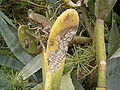 on Opuntia ficus-indica in El Paso