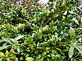 Ilex colchica