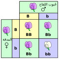 العربية