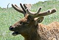 Bull elk Rocky Mountains subspecies nelsoni with antlers in velvet