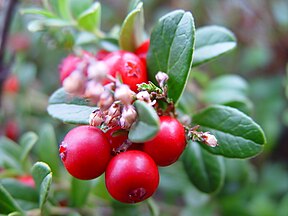 Cowberries