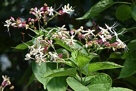 Clerodendrum (Glorybower, Bleeding Heart Vine) can also be grown as a shrub