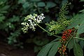 Sambucus chinensis