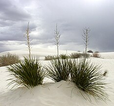 White Sands