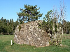 Glacial erratics on Variku village in Estonia with growing pinus sylvestris tree on top