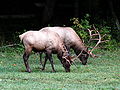 North Carolina Elk