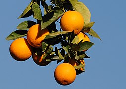 Oranges (Citrus sinensis)