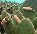 Cochinel Zapotec nests