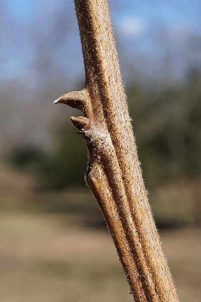 File:Carya illinoinensis (Pecan) (33236696601).jpg