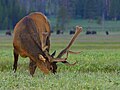 An Elk at Gibbon Meadow, Yellowstone National Park