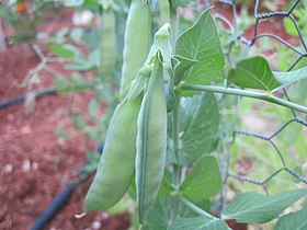 cultivar 'Burpeeana Early'