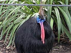 Cassowary Snapshot.jpg