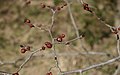 Flower- and leaf-buds