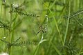 Argiope bruennichi