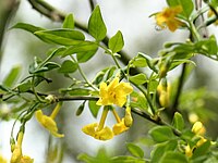 Jasminum humile