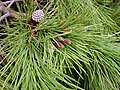 Foliage and immature cones. Dehesa Boyal de Puertollano, Spain