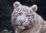 Thumbnail for File:White Tiger in Touroparc.jpg