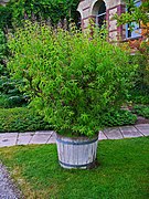 Lemon Verbena (Aloysia triphylla)