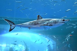 A shortfin mako shark swimming in an aquarium.(2).jpg